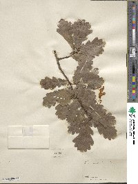 Quercus prinoides image