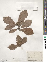 Quercus prinoides image