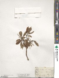 Quercus prinoides image