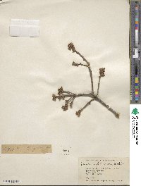 Quercus prinoides image