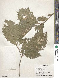 Quercus prinoides image