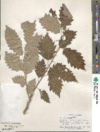 Quercus prinoides image