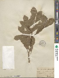 Quercus prinoides image