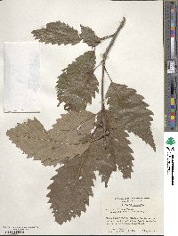 Quercus prinoides image