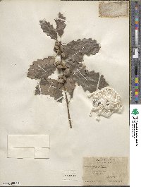 Quercus prinoides image