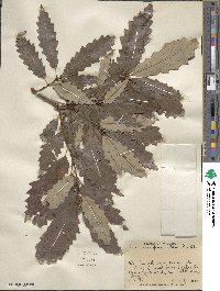 Quercus prinoides image