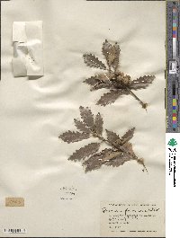 Quercus prinoides image