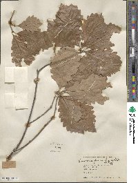 Quercus prinoides image