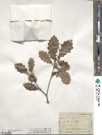 Quercus prinoides image