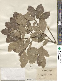 Quercus prinoides image