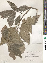 Quercus prinoides image