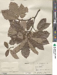 Quercus prinoides image