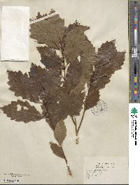 Quercus prinoides image