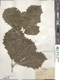 Quercus prinoides image