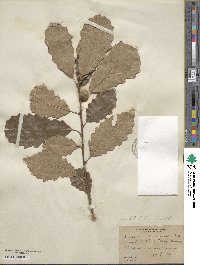 Quercus prinoides image