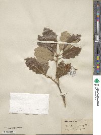 Quercus prinoides image