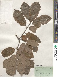 Quercus prinoides image