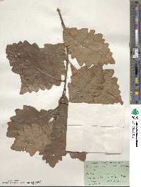 Quercus prinoides image