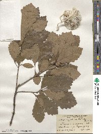 Quercus prinoides image