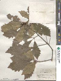 Quercus prinoides image