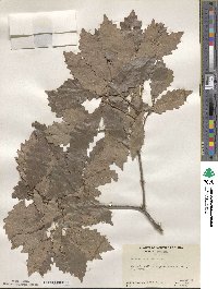 Quercus prinoides image