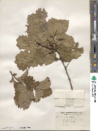 Quercus prinoides image