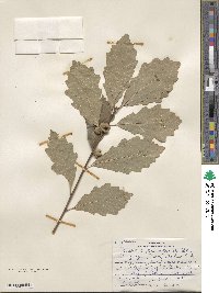 Quercus prinoides image