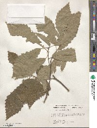 Quercus prinoides image