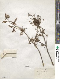 Quercus prinoides image