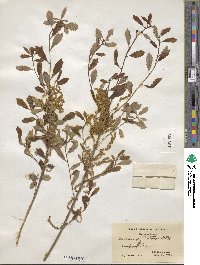 Quercus prinoides image