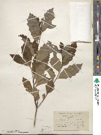 Quercus prinoides image