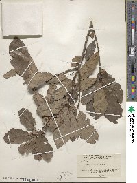 Quercus prinoides image