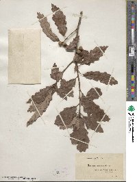 Quercus prinoides image