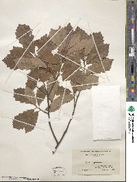 Quercus prinoides image