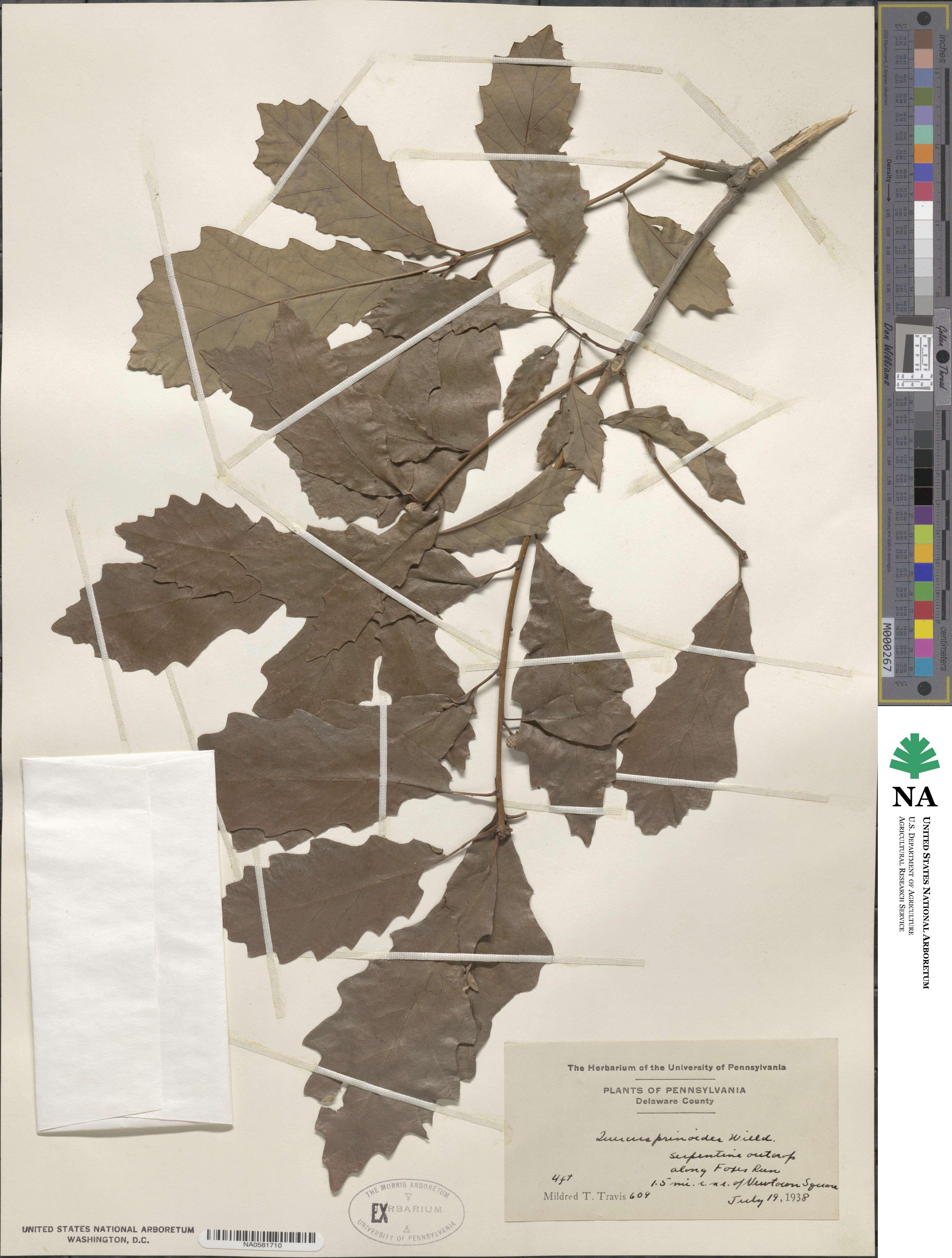 Quercus prinoides image