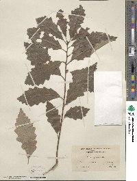 Quercus prinoides image