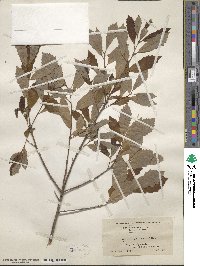 Quercus prinoides image