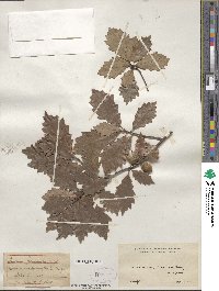 Quercus prinoides image