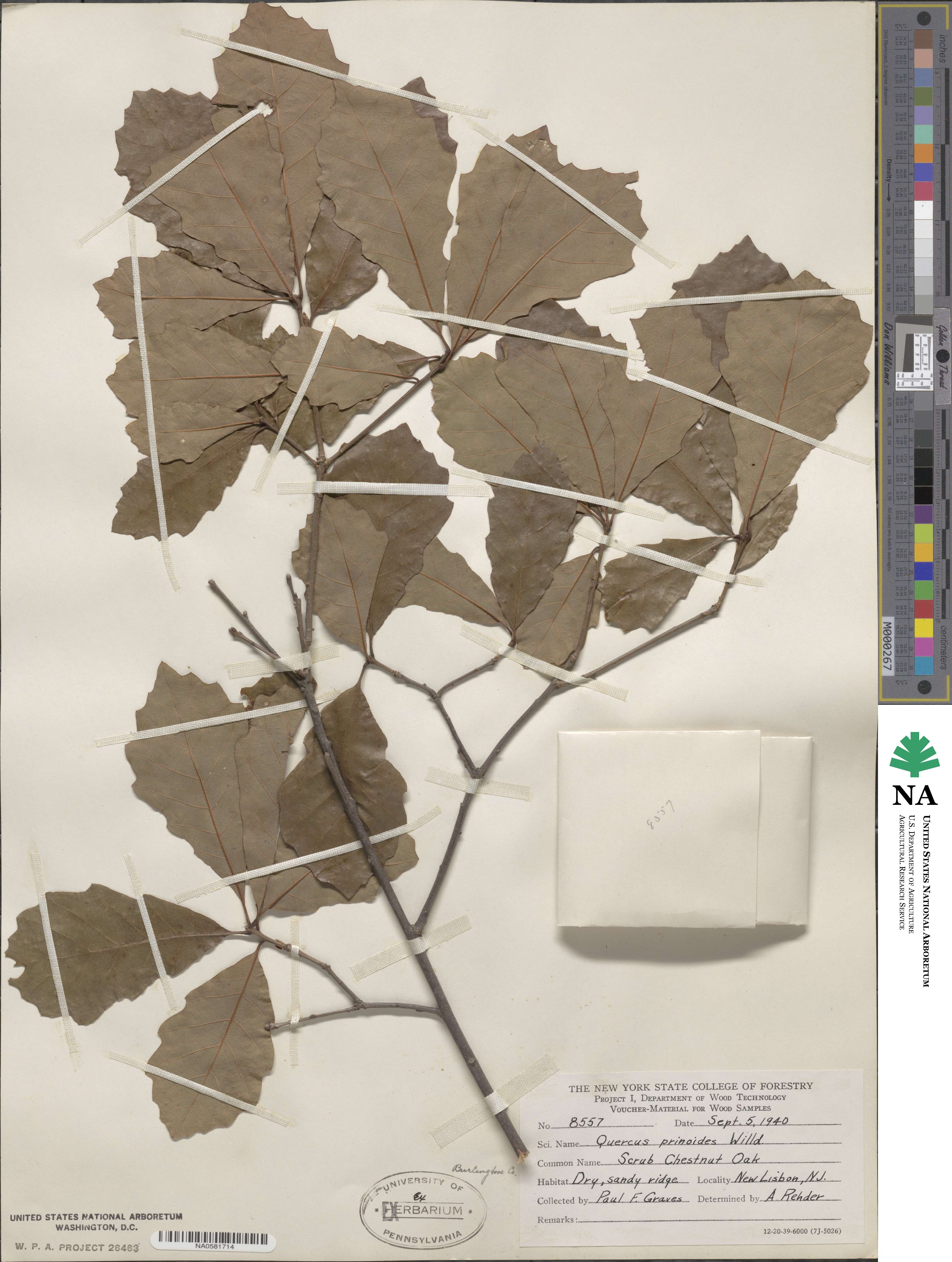 Quercus prinoides image