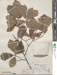 Quercus prinoides image