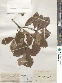 Quercus prinoides image