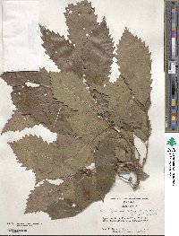 Quercus muehlenbergii image