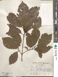 Quercus michauxii image