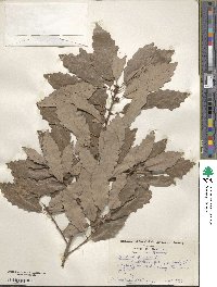 Quercus michauxii image