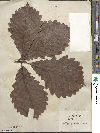 Quercus michauxii image