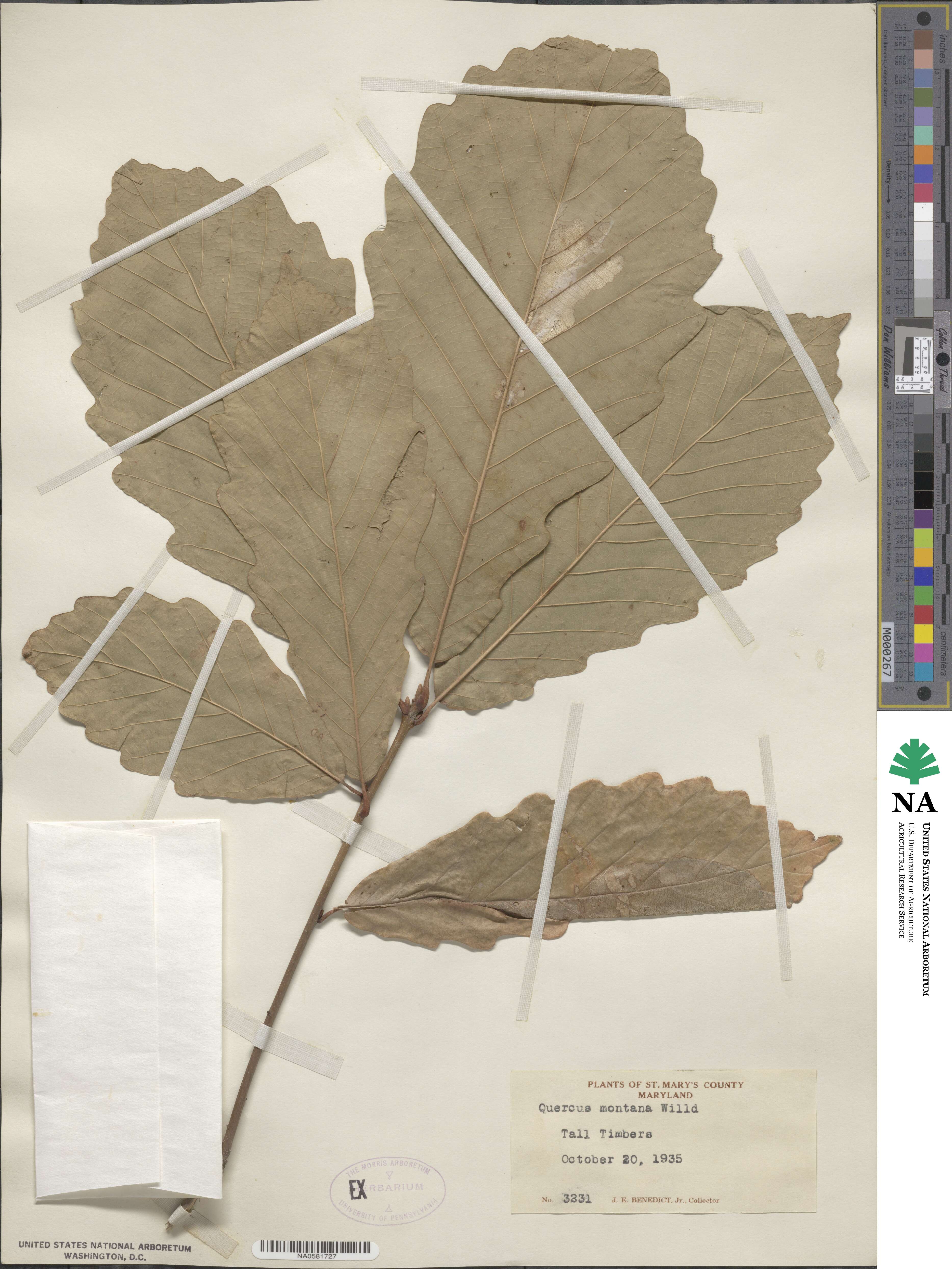 Quercus michauxii image