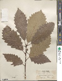 Quercus michauxii image