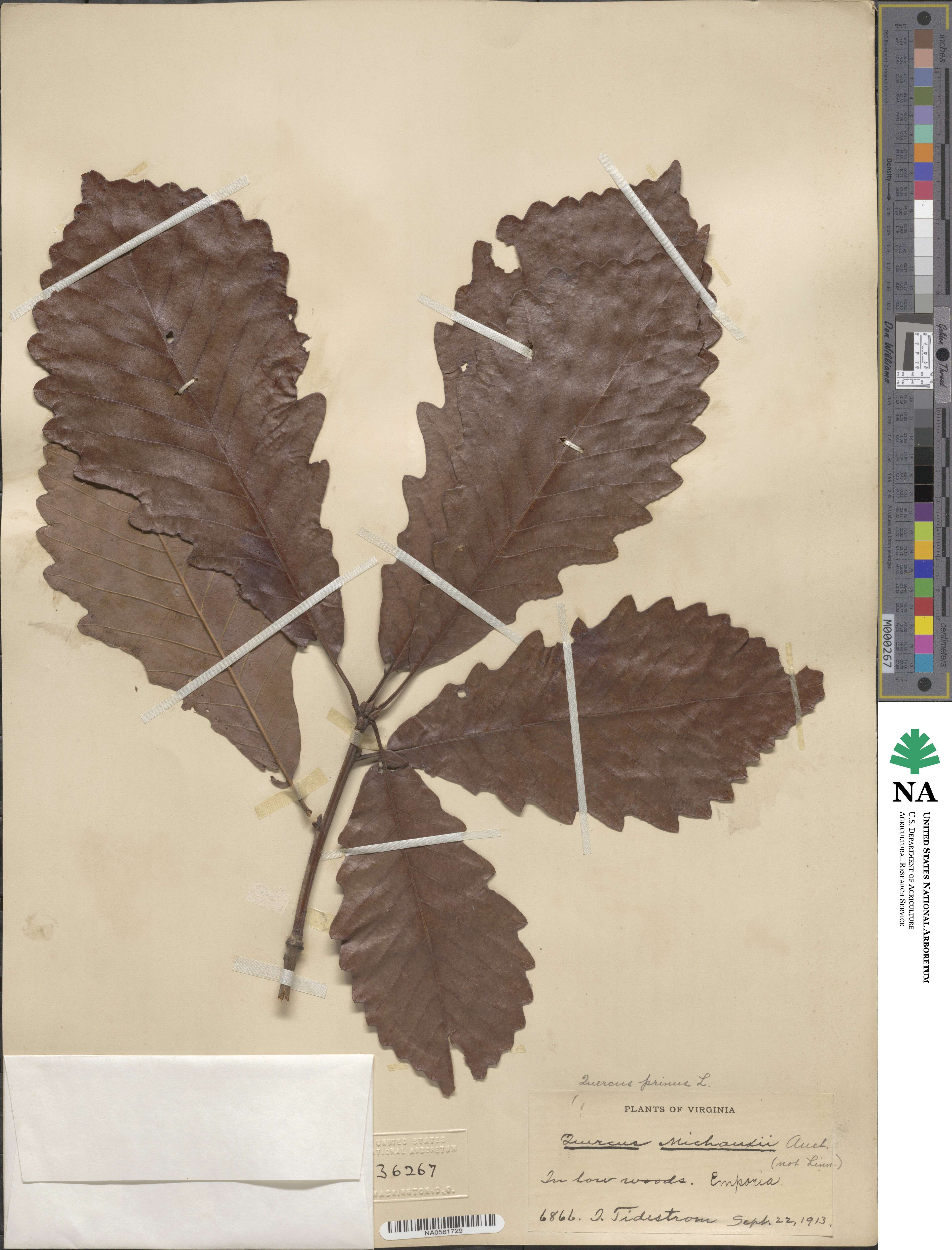 Quercus michauxii image