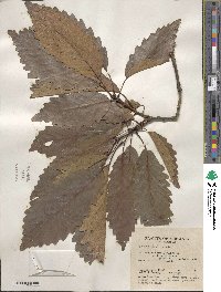 Quercus michauxii image