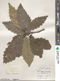 Quercus michauxii image